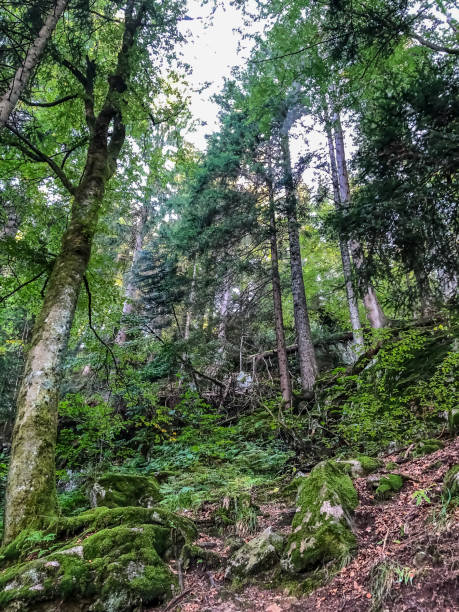 istock View of the Black Forest in summer. 1346778053