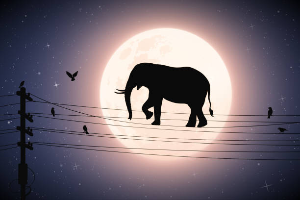 ilustrações, clipart, desenhos animados e ícones de elefante caminha na linha de energia na noite do luar - beauty in nature birds nature backgrounds wild animals