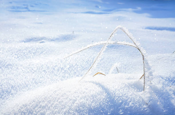Beautiful Christmas winter image of nature. Grass stems in the morning light in snowdrift are covered with frost hoarfrost close-up outdoors. Winter snowy background with copy space.