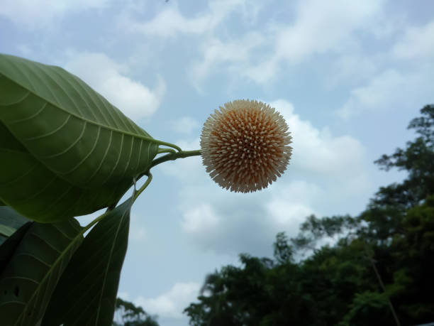 Close view of Anthocephalus indicus,  also known as burflower tree, laran, Leichhardt pine. Rubiaceae.