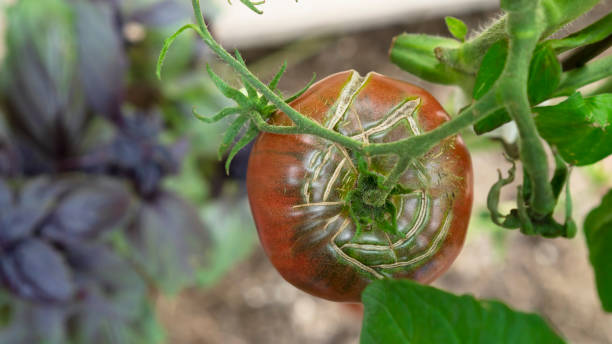 istock Overripe red tomato. Agriculture and farming concept. Copy space with basil. 1346779676