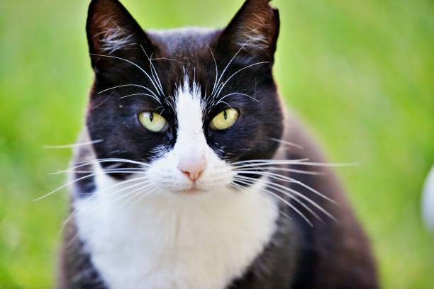 istock portrait of a cat 1346781029