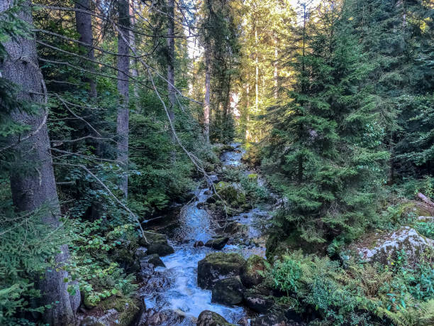 istock The waterfalls in the Black Forest. 1346781762