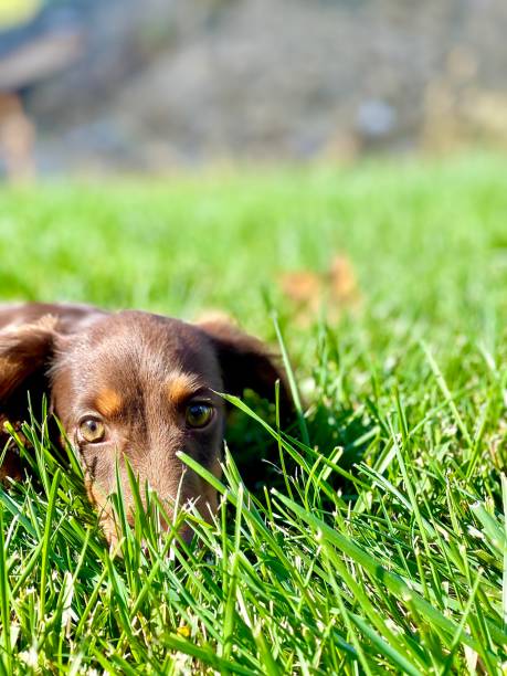 istock Dachshund puppy peaks over grass 1346782198