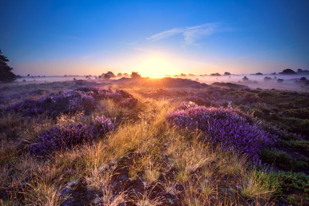Heather field at sunrise, Landscape with the sun rays striking through the foggy morning lighting up the purple meadow. Pink heather in bloom, blooming heater landscape in the National park: Aekingerzand, Netherlands. Holland sunset dew stock pictures, royalty-free photos & images