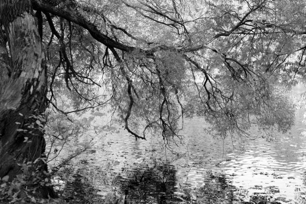 In the shade of an old elm tree. A spreading branch of an old tree with foliage reflected in the water. Black and white image. Horizontal frame.