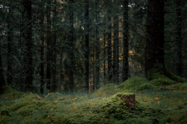 istock Sweden- Mossy tree stump in the dark forest in autumn. 1346783822