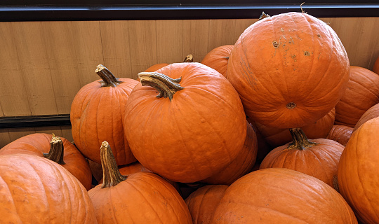 A snapshot of a stack of pumpkins ready to be used to celebrate Halloween.