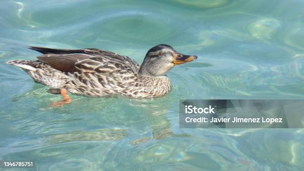 Duck On Lake Di Garda Stock Photo - Download Image Now - Animal, Animal Wildlife, Animals In The Wild