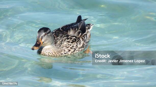 Duck On Lake Di Garda Stock Photo - Download Image Now - Animal, Animal Wildlife, Animals In The Wild