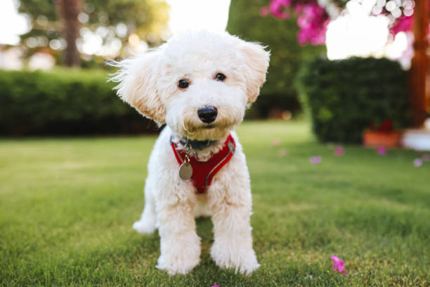 istock Close-up of a White Terrier panting 1346786992