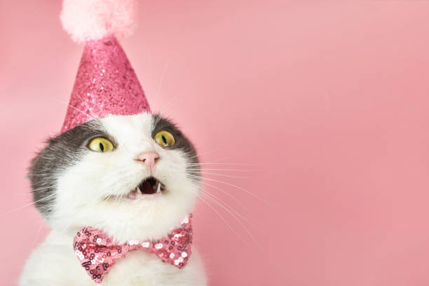 gato plegable sorprendido en un sombrero de cumpleaños de fiesta, espacio de copia. - cumpleaños fotografías e imágenes de stock