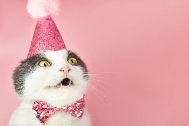 gatto pieghevole sorpreso in un cappello di compleanno per feste, spazio di copia. - birthdays foto e immagini stock