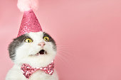 Surprised fold cat in a party birthday hat, copy space.
