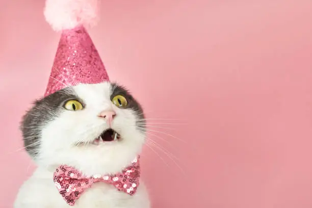 Photo of Surprised fold cat in a party birthday hat, copy space.