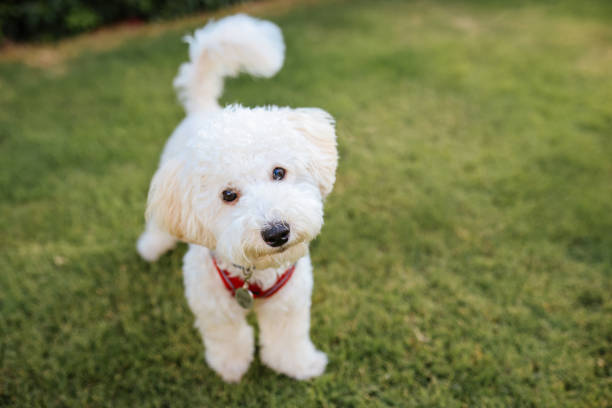 istock Close-up of a White Terrier panting 1346787057