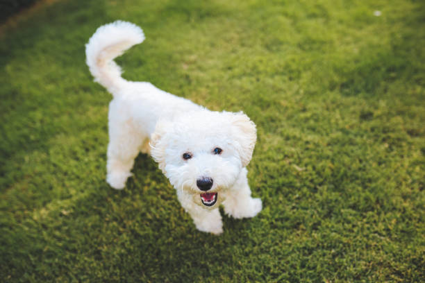 istock Close-up of a White Terrier panting 1346787221