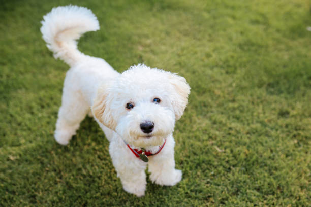 istock Close-up of a White Terrier panting 1346789438