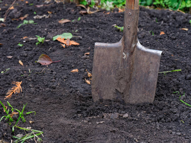 istock A rusty shovel in the ground 1346789625