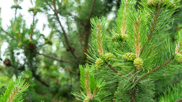 istock Bloomed mountain pine branches with young green cones close up. Background concept for New Year or Christmas card. Pine buds in the summer time. Green cones of Pinus mugo, close up 1346789832