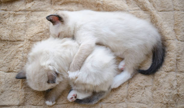 istock A two little kitten is lying and sleeping. Top view 1346791997