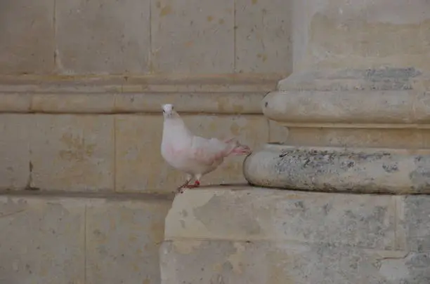 Photo of The Pink Pigeon Of Scicli