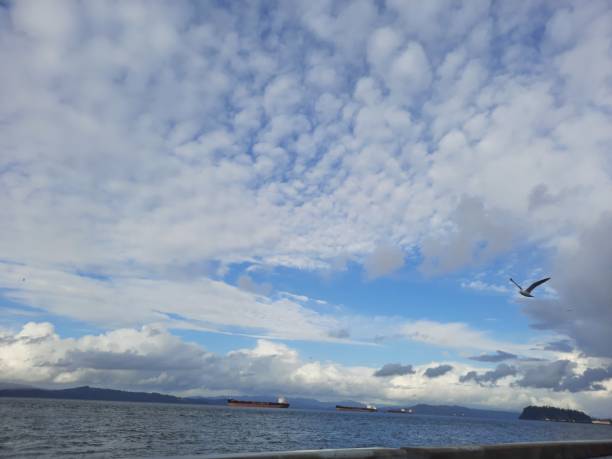 Columbia River in Astoria with cargo ships and bird in flight
