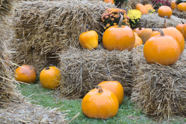 istock Pumpkins In The Farm 1346795428
