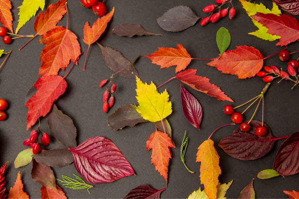istock Multicolored leaves of maple, birch and chokeberry 1346797296