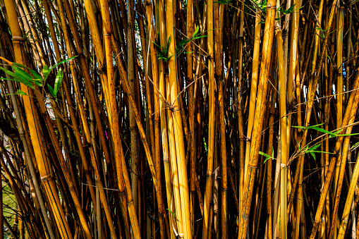 Close up of clump of bamboo stems