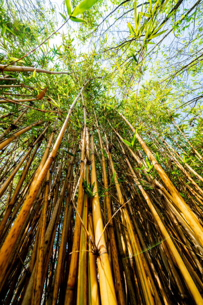 Close up of clump of bamboo stems Close up of clump of bamboo stems tiger hill stock pictures, royalty-free photos & images