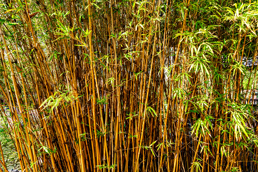 Close up of clump of bamboo stems