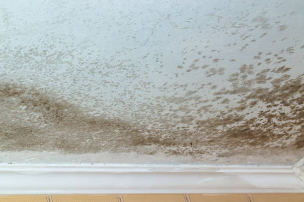 istock white lining with dark spots caused by water infiltration. 1346800658