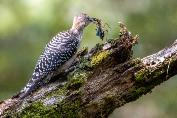 istock Juvenile Red-bellied Woodpecker Eating Mantis 1346801688