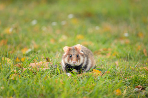istock A European hamster in a meadow 1346802076