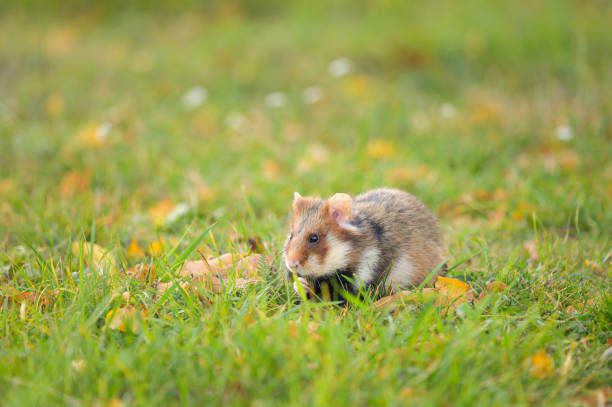 istock A European hamster in a meadow 1346802077