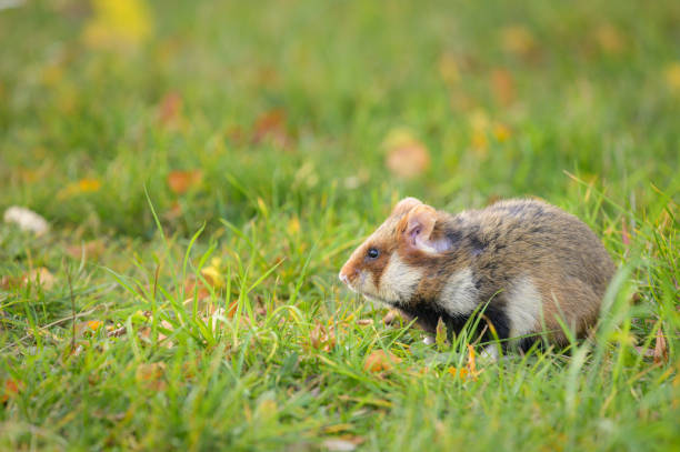 istock A European hamster in a meadow 1346802080