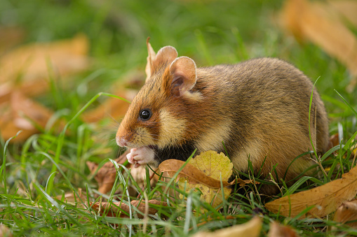 A European hamster in a meadow looking for food, cemetery in Meidling (Vienna, Austria)