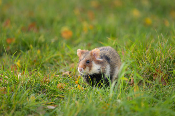 istock A European hamster in a meadow 1346802178
