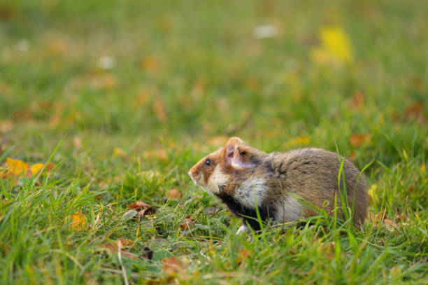 istock A European hamster in a meadow 1346802184