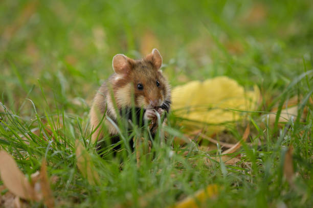istock A European hamster in a meadow 1346802227
