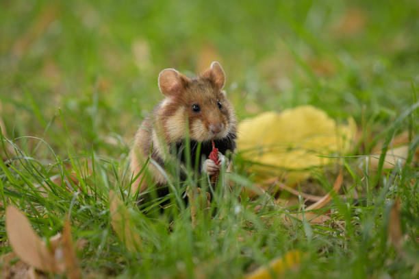 istock A European hamster in a meadow 1346802230