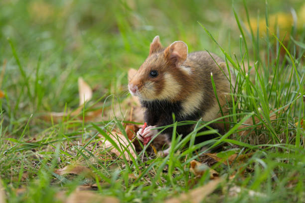 istock A European hamster in a meadow 1346802260