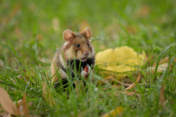 istock A European hamster in a meadow 1346802261