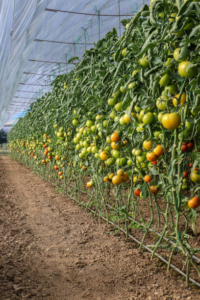 istock Tomatoes Plantation At The Greenhouse 1346802601