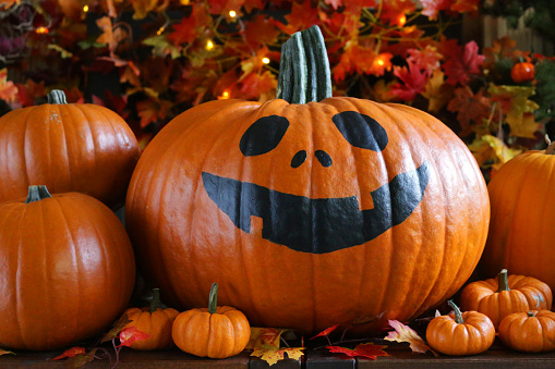 Stock photo showing a close-up view of an Halloween autumnal display in a domestic room with large, freshly picked, ripe orange coloured pumpkins, gourds and autumnal coloured leaves arranged on a wooden table.