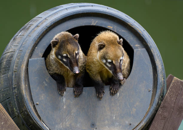 A magnificent white-nosed coati in the jungle of Tikal National Park in Guatemala.