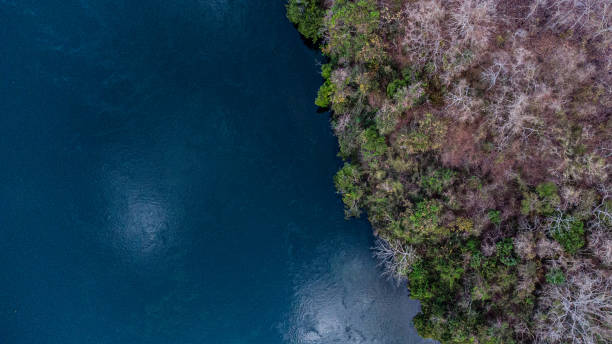 istock Riparian forest in Brazil 1346803846
