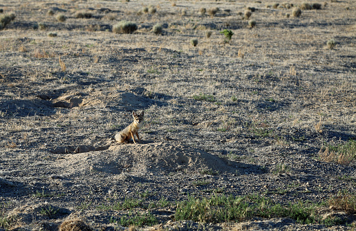Wild fox in Great Basin desert, Nevada