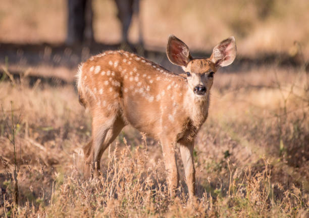 istock Deer in Oak Glen California 1346805868